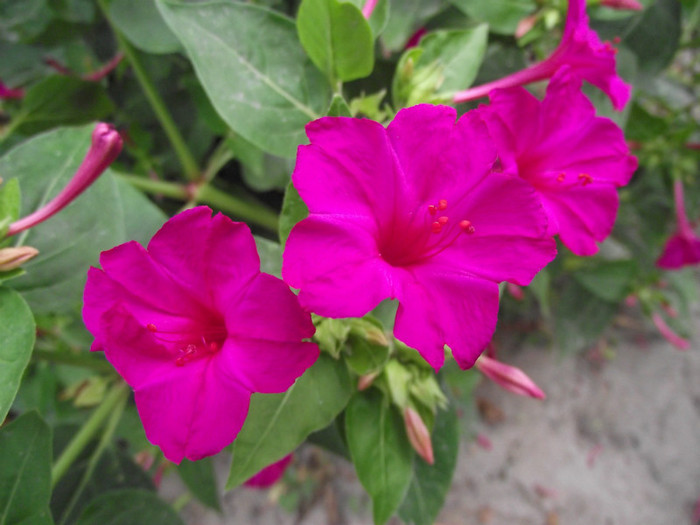 DSCF7986 - c-vara