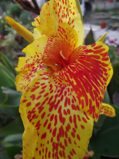 canna galbena - c-vara