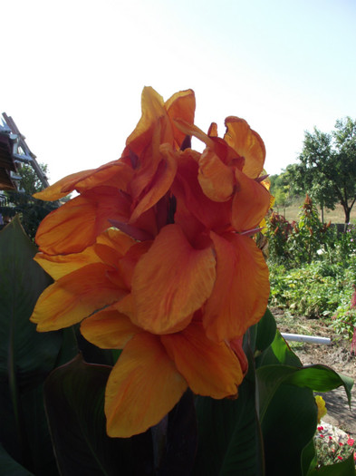 canna portocalie - c-vara
