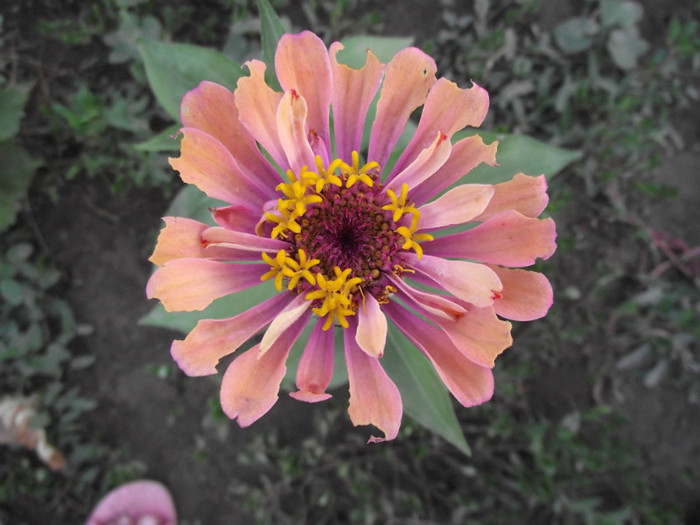 DSCF8018 - c-vara