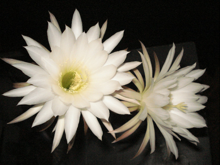 Cereus hungaricus.