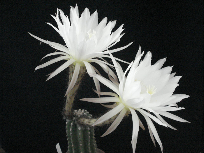 Cereus hungaricus.