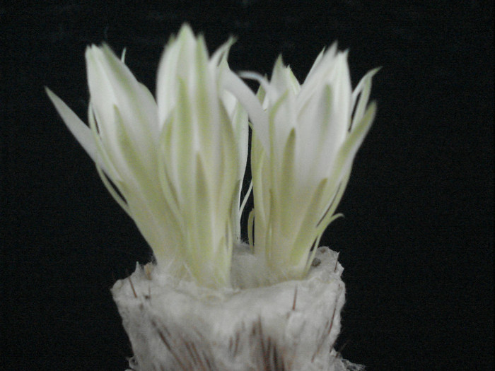 Discocactus horstii.