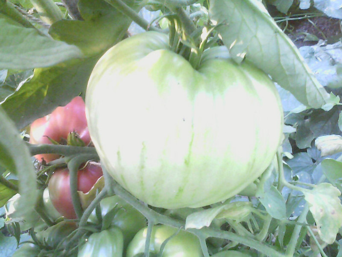 Picture 033 - gradina 2012