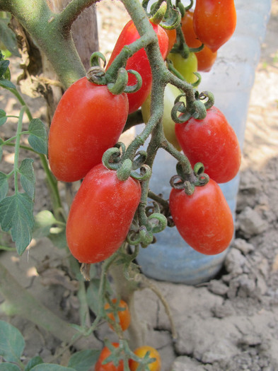 Datterino - Tomate 2012