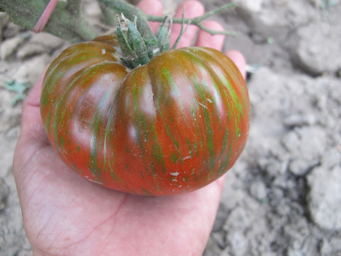 Chocolate Stripes - Tomate 2012