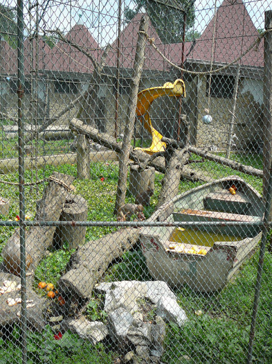 P1270201 - 2011 - Banchet a IV a