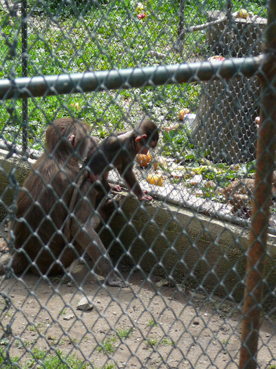 P1270205 - 2011 - Banchet a IV a