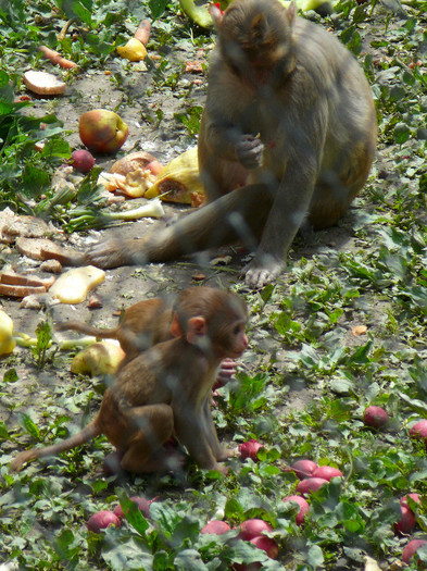 P1270206 - 2011 - Banchet a IV a