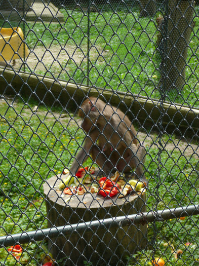 P1270207 - 2011 - Banchet a IV a