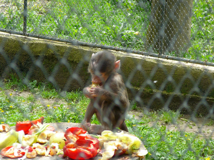 P1270210 - 2011 - Banchet a IV a