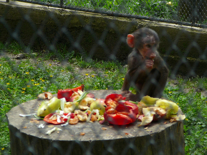 P1270211 - 2011 - Banchet a IV a