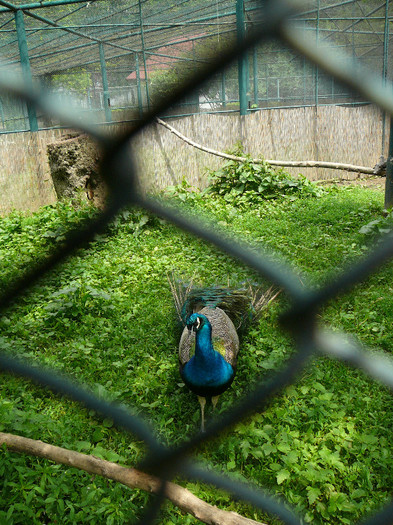 P1270221 - 2011 - Banchet a IV a