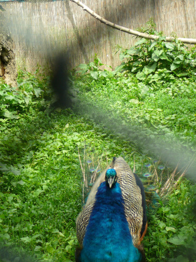 P1270223 - 2011 - Banchet a IV a