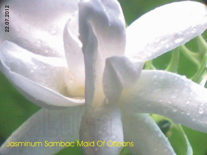 Jasminum Sambac Maid Of Orleans; Floare 2012
