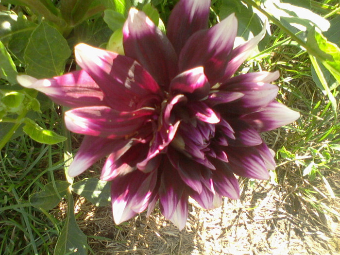 Fotografie-0087 - flori de gradina 2012-2