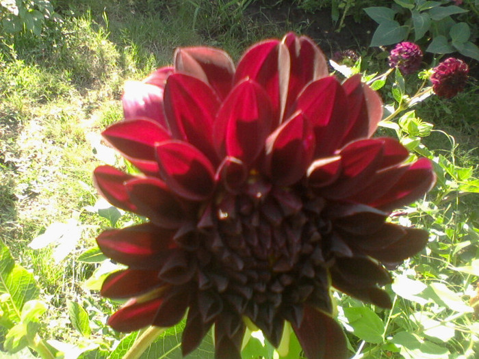 Fotografie-0090 - flori de gradina 2012-2