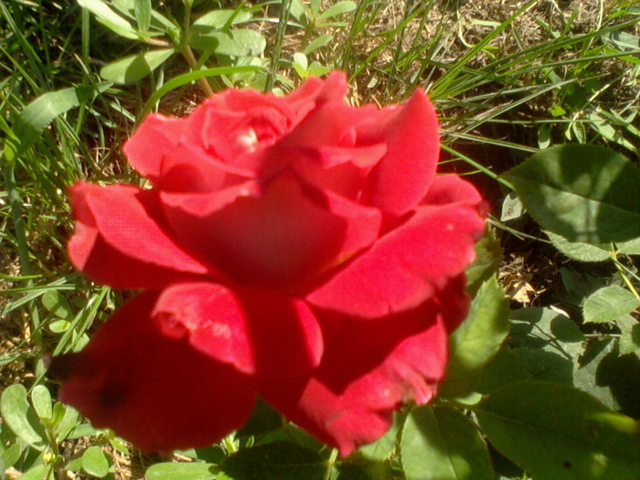 Fotografie-0095 - flori de gradina 2012-2