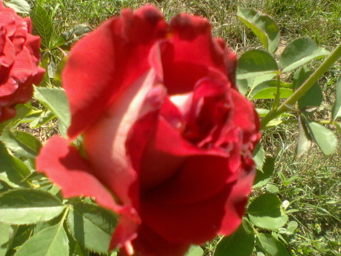 Fotografie-0096 - flori de gradina 2012-2