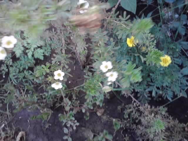 P220712_20.06 - flori de gradina 2012-2