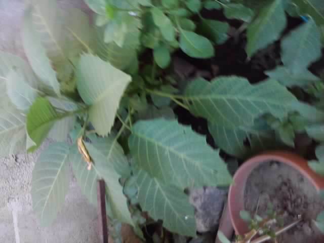 P220712_20.07 - flori de gradina 2012-2