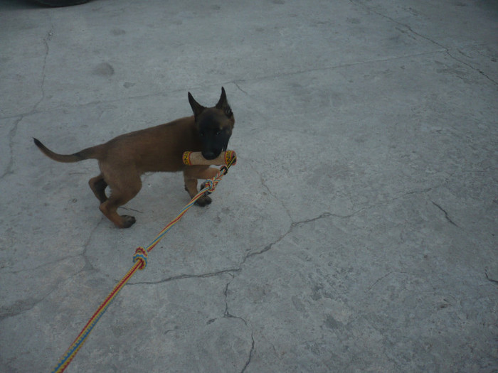 cora; cora 22 06 2012 la doua luni
