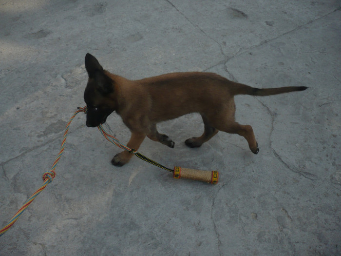 P1100493 - Malinois cora