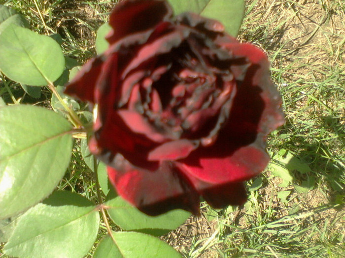 printul negru