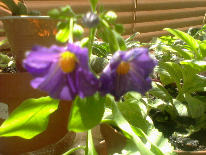 superba si gingasa - floricele-2012