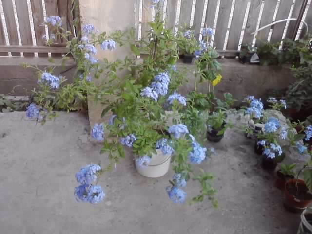 P220712_20.02 - floricele-2012