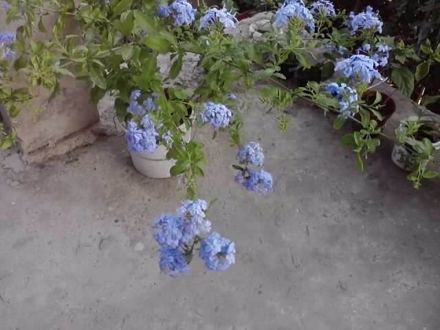 P220712_20.02_[02] - floricele-2012