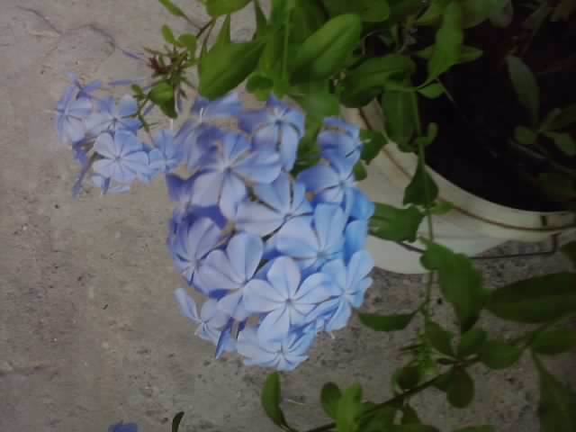P220712_20.03_[01] - floricele-2012