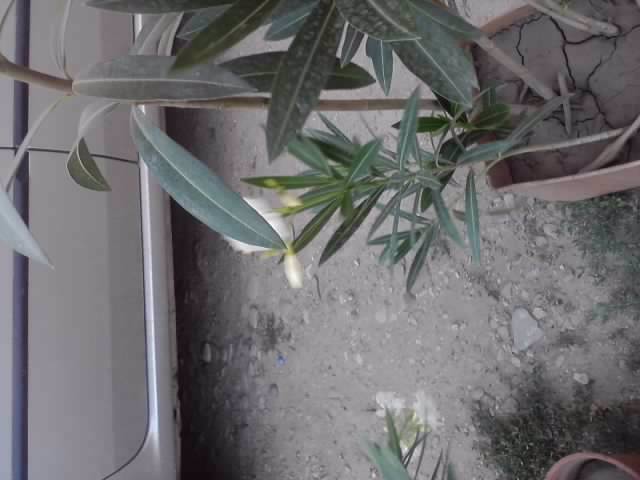 P220712_20.04_[01] - floricele-2012