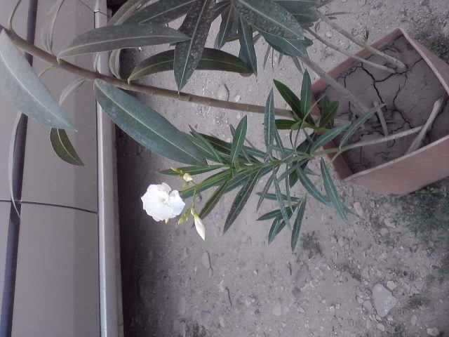 P220712_20.05_[02] - floricele-2012