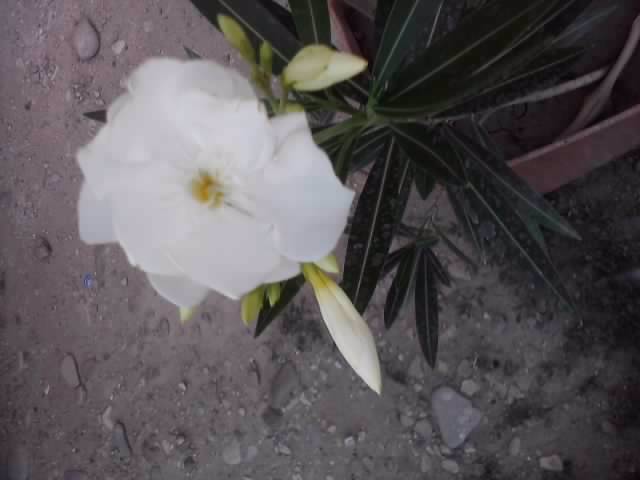 P220712_20.05_[03] - floricele-2012