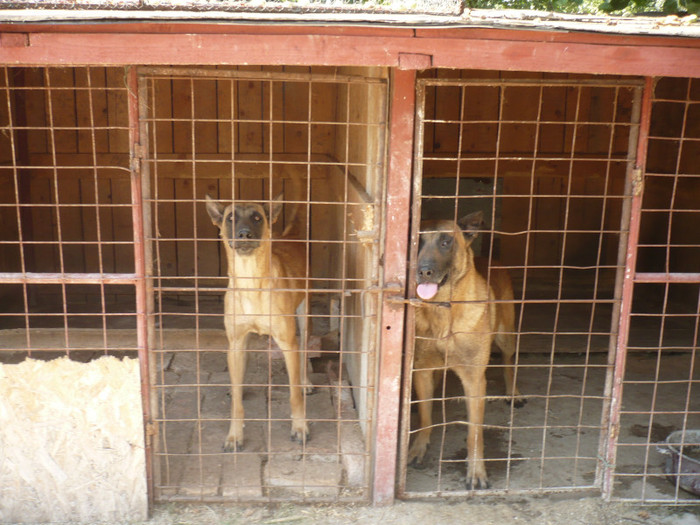 P1100452 - Malinois cora