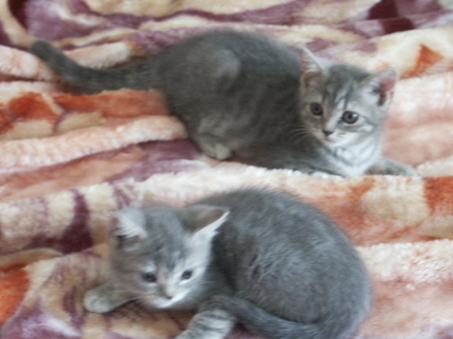 British shorthair - Pisici British Shortair