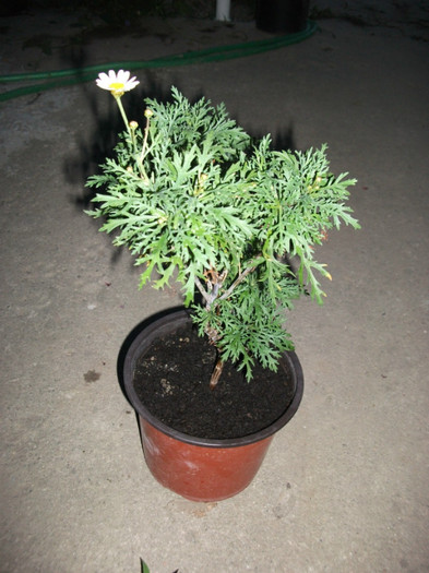 margareta