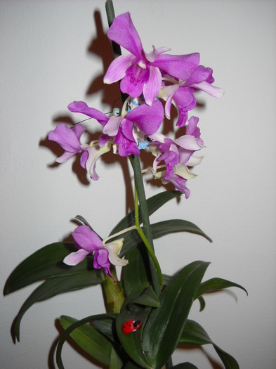 21.07.2012 - Orhideea - Dendrobium nobile0