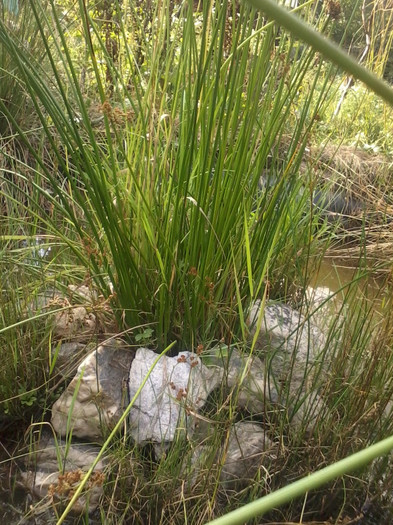 Iaz 2012-07-21