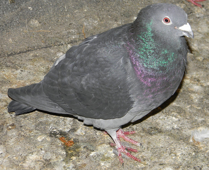 DSCN0039 - Pigeons