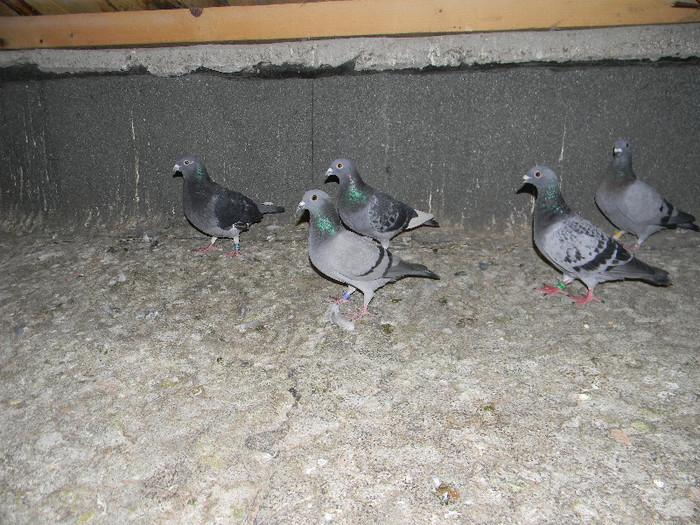 DSCN0409 - Pigeons