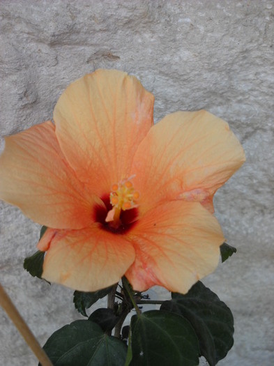 22 iulie - HIBISCUS - 2012