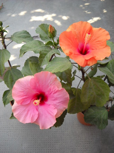 22 iulie>surorile - HIBISCUS - 2012