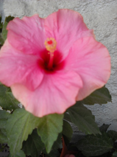 22 iulie - HIBISCUS - 2012