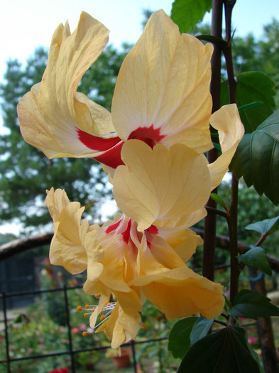 DSC00494 - Hibiscus