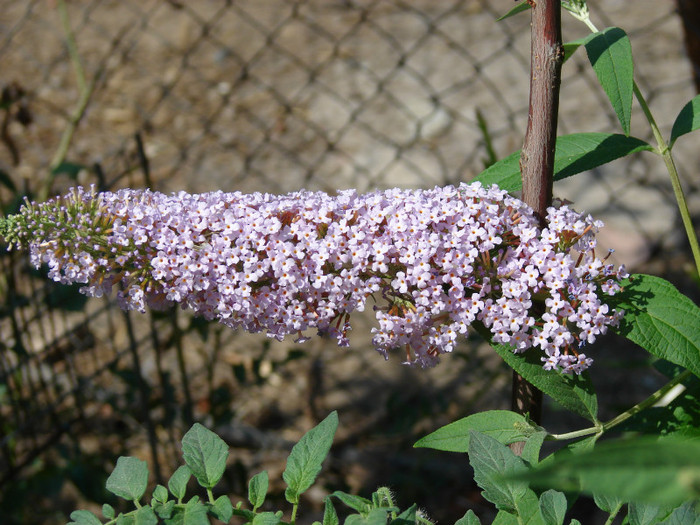 DSC00515 - Buddleja