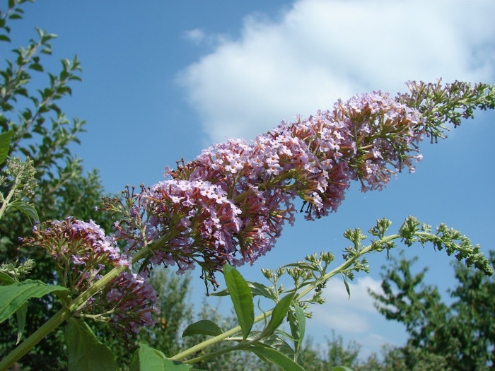 DSC00517 - Buddleja