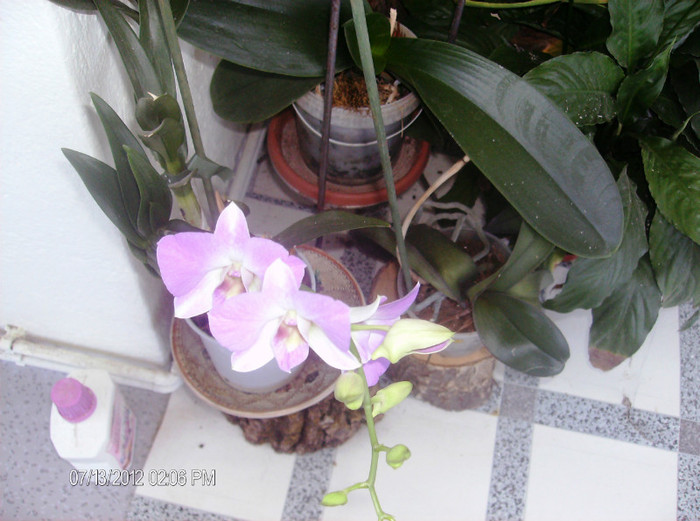 iulie2 2012 036 - orhidee 2012
