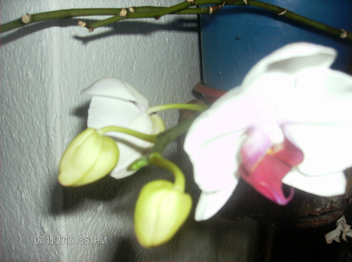 iulie2 2012 064 - orhidee 2012